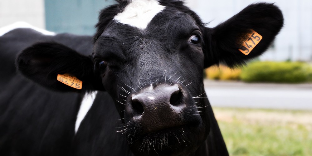 The “Mystery Illness” That Has Been Spreading Among Cattle in Texas, Kansas and New Mexico Has Been Identified, and It Isn’t Good News